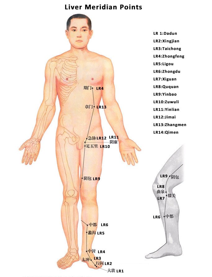Where Are Liver Meridian Points Chart PeakMassager