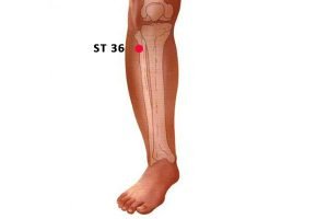 St36 Muscle ST 36 Acupuncture Point(Zusanli) or Stomach 36 - PeakMassager